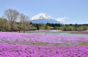 富士 と 芝桜　